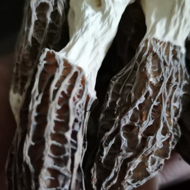 羊肚菌干货