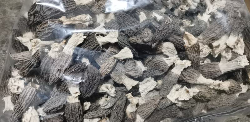羊肚菌干货