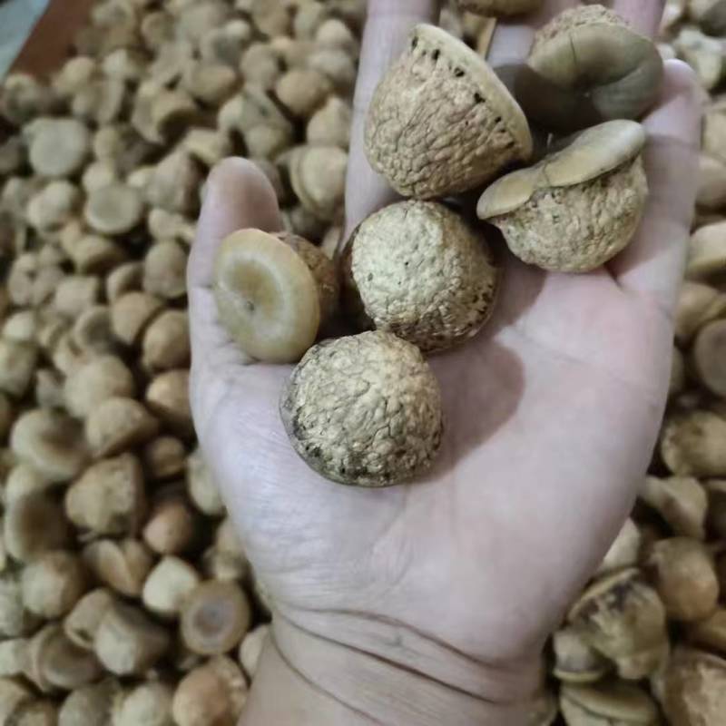 风流果干货