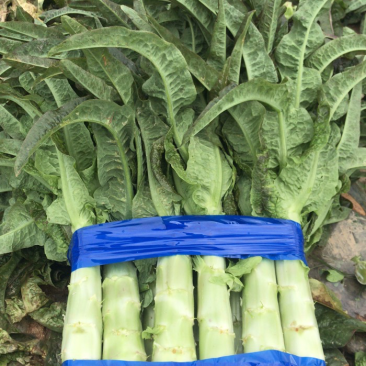 红叶香莴笋