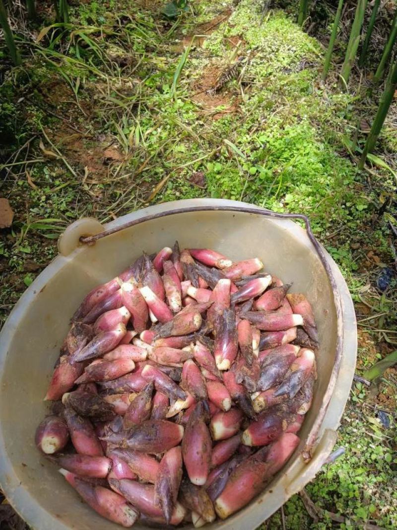 云南文山早熟洋荷（带泥发货、基地种植直供）