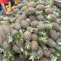 云南无眼菠萝凤梨品质保证诚信经营欢迎联系接商超市场电商