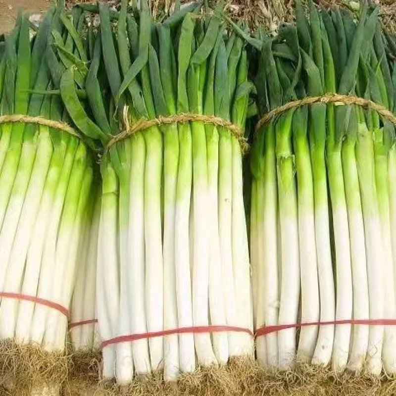 【精品】大葱铁杆大葱大量上市品质保证一手货源量大从优