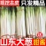 【精品】大葱铁杆大葱大量上市品质保证一手货源量大从优