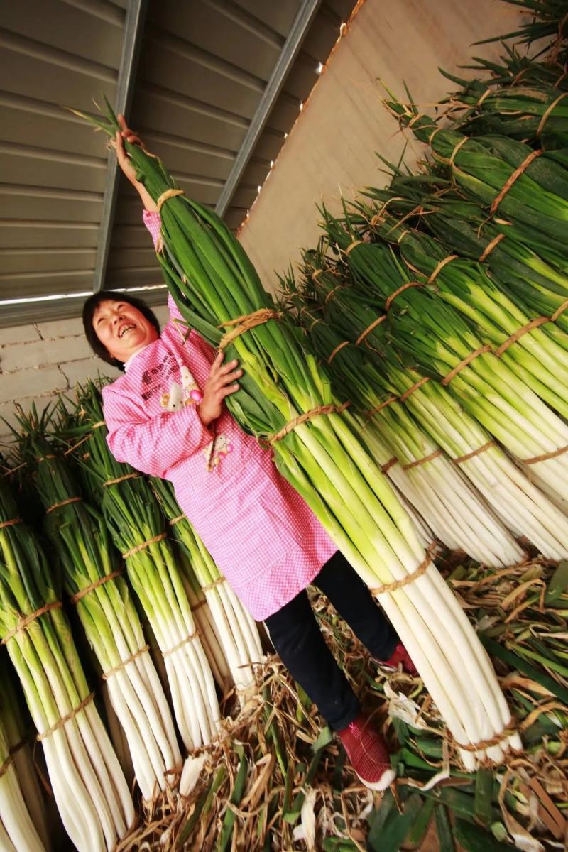 【精品】大葱铁杆大葱大量上市品质保证一手货源量大从优