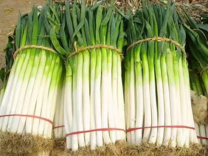 【精品】大葱铁杆大葱大量上市品质保证一手货源量大从优
