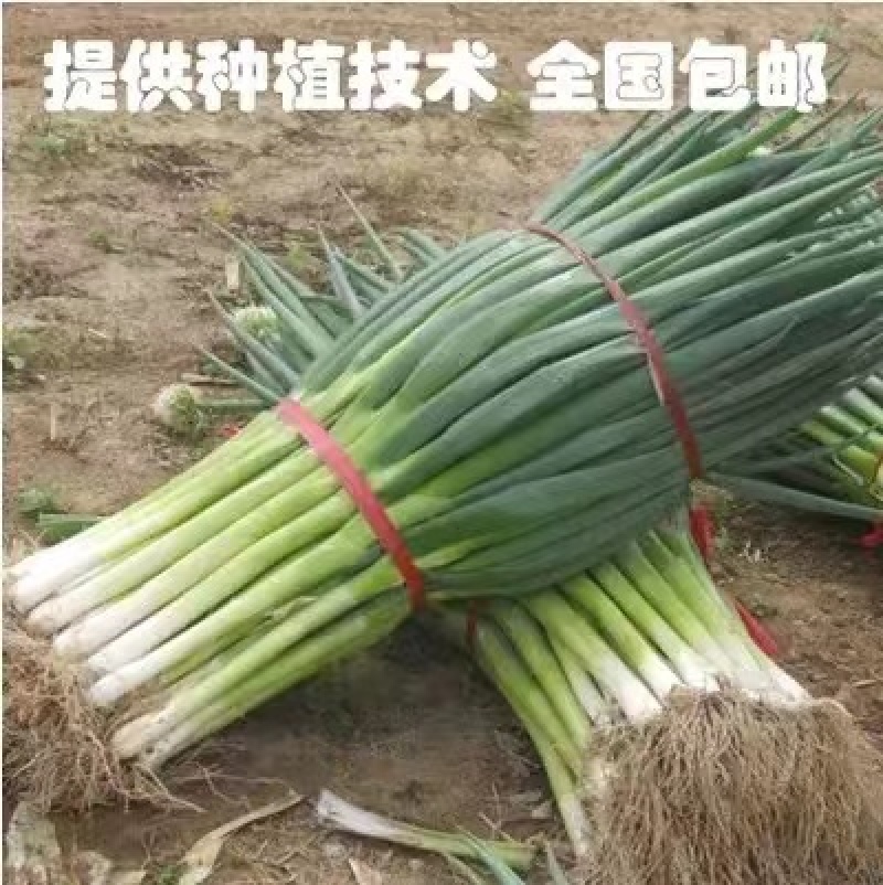 【精品】大葱铁杆大葱大量上市品质保证一手货源量大从优