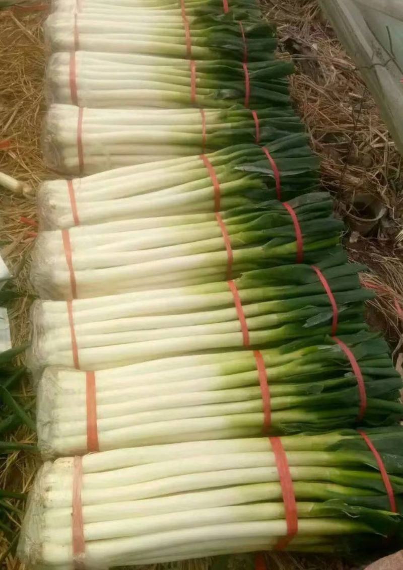 【精品】大葱铁杆大葱大量上市品质保证一手货源量大从优