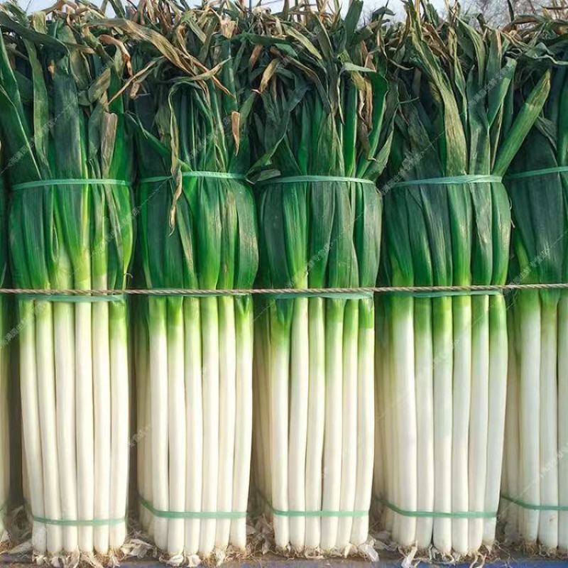 【精品】大葱铁杆大葱大量上市品质保证一手货源量大从优