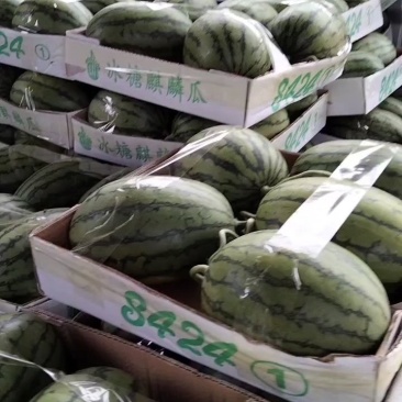 早春红玉
