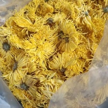 出售北京菊干货，北京菊胎米，婺源皇菊，金丝皇菊，各种品种