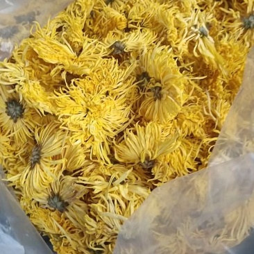 出售北京菊干货，北京菊胎米，婺源皇菊，金丝皇菊，各种品种