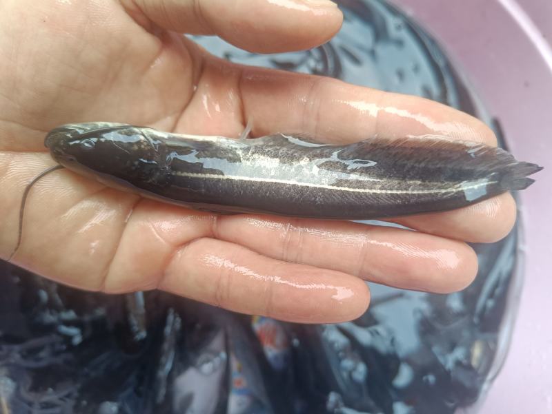 鲶鱼苗塘鲺二须胡土鲶鱼苗活体水花养殖淡水南方冷水鱼肉