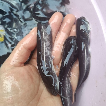 鲶鱼苗塘鲺二须胡土鲶鱼苗活体水花养殖淡水南方冷水鱼肉