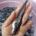 鲶鱼苗塘鲺二须胡土鲶鱼苗活体水花养殖淡水南方冷水鱼肉