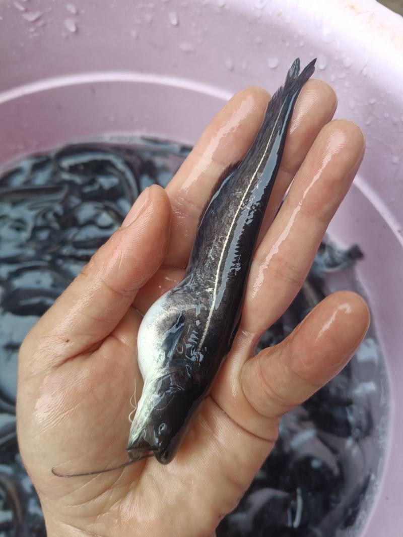 鲶鱼苗塘鲺二须胡土鲶鱼苗活体水花养殖淡水南方冷水鱼肉