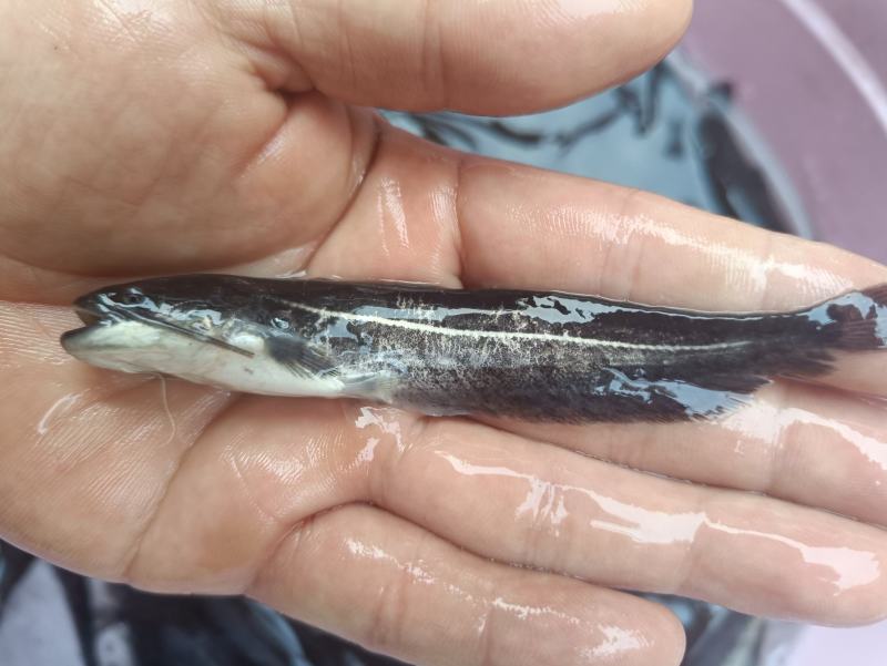 鲶鱼苗塘鲺二须胡土鲶鱼苗活体水花养殖淡水南方冷水鱼肉