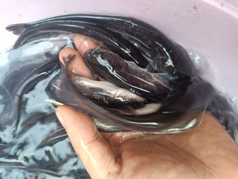 鲶鱼苗塘鲺二须胡土鲶鱼苗活体水花养殖淡水南方冷水鱼肉