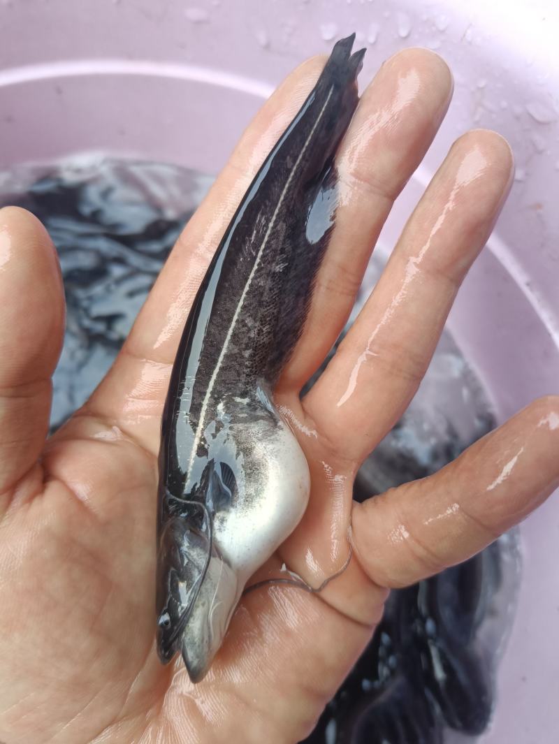 鲶鱼苗塘鲺二须胡土鲶鱼苗活体水花养殖淡水南方冷水鱼肉