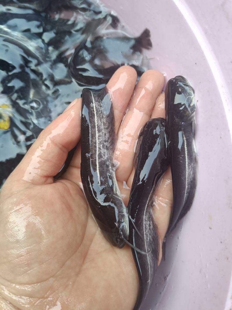 鲶鱼苗塘鲺二须胡土鲶鱼苗活体水花养殖淡水南方冷水鱼肉
