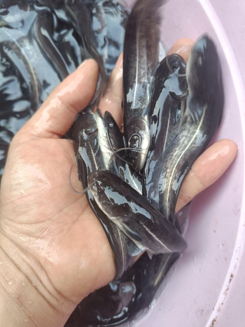 鲶鱼苗塘鲺二须胡土鲶鱼苗活体水花养殖淡水南方冷水鱼肉