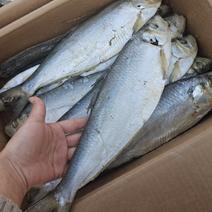 白磷鱼咸鱼煎炸蒸都可以肉质鲜美滨州水产批发支持