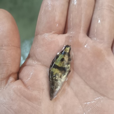 桂花鱼苗鳜鱼苗斑鳜鱼淡水活体路亚桂花鱼苗翘嘴