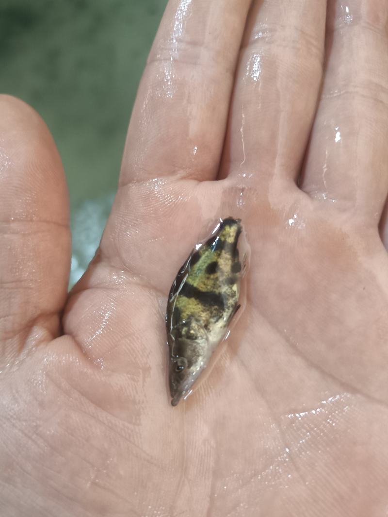 桂花鱼苗鳜鱼苗斑鳜鱼淡水活体路亚桂花鱼苗翘嘴