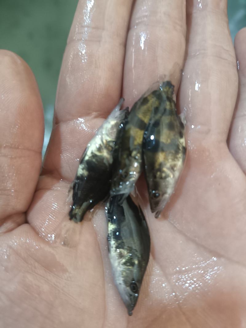 桂花鱼苗鳜鱼苗斑鳜鱼淡水活体路亚桂花鱼苗翘嘴