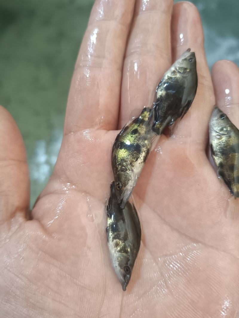 桂花鱼苗鳜鱼苗斑鳜鱼淡水活体路亚桂花鱼苗翘嘴
