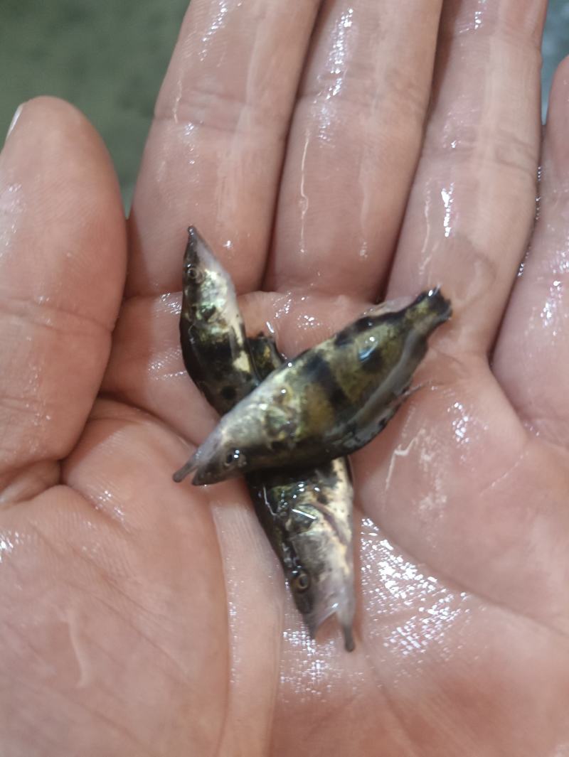 桂花鱼苗鳜鱼苗斑鳜鱼淡水活体路亚桂花鱼苗翘嘴
