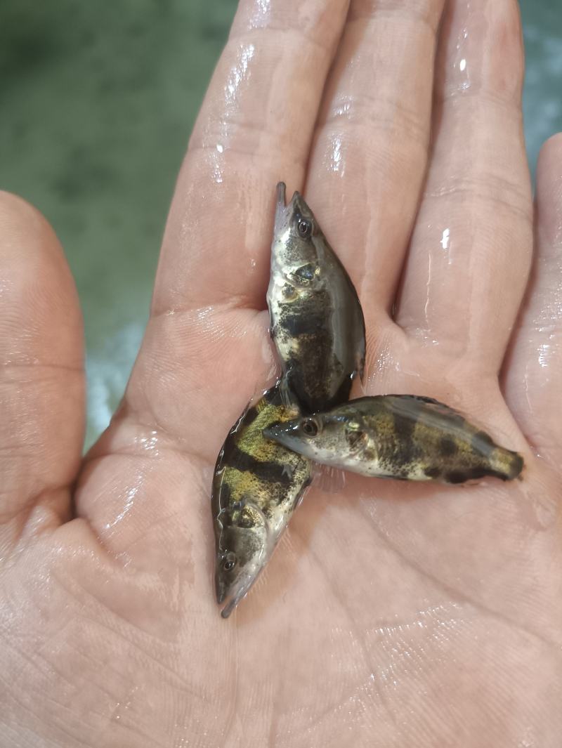 桂花鱼苗鳜鱼苗斑鳜鱼淡水活体路亚桂花鱼苗翘嘴