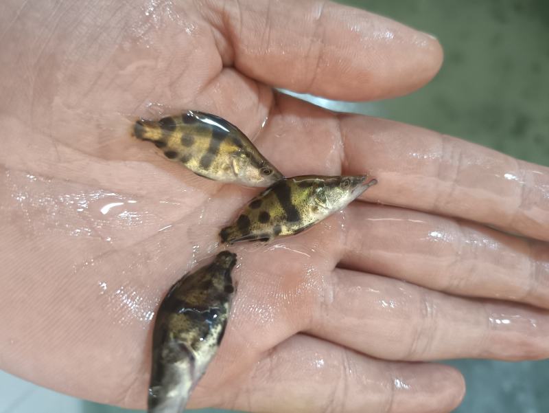 桂花鱼苗鳜鱼苗斑鳜鱼淡水活体路亚桂花鱼苗翘嘴