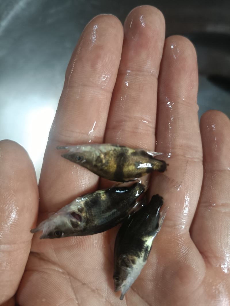 桂花鱼苗鳜鱼苗斑鳜鱼淡水活体路亚桂花鱼苗翘嘴