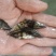 桂花鱼苗鳜鱼苗斑鳜鱼淡水活体路亚桂花鱼苗翘嘴