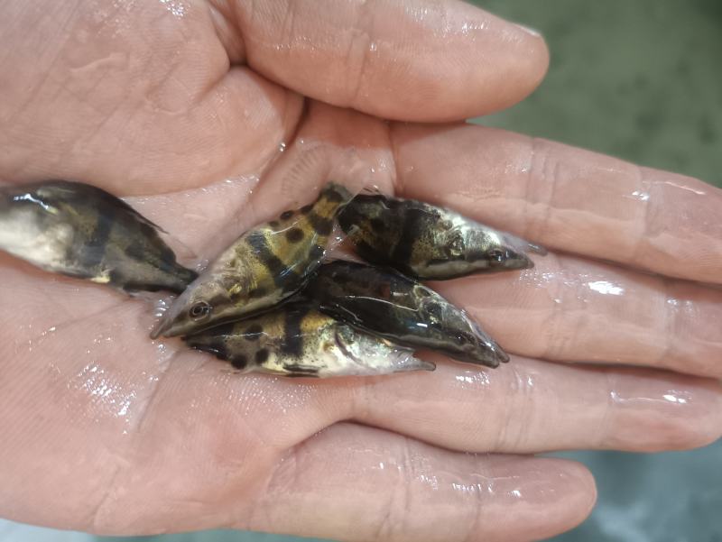 桂花鱼苗鳜鱼苗斑鳜鱼淡水活体路亚桂花鱼苗翘嘴