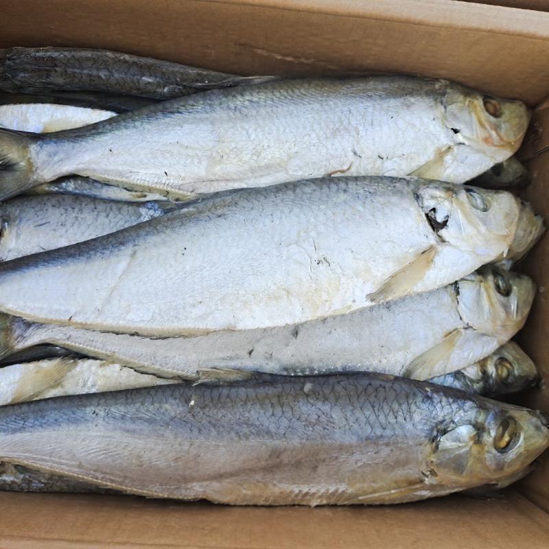 白磷鱼咸鱼煎炸蒸都可以肉质鲜美滨州水产批发支持代发