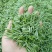 【推荐】湖北恩施伍家台贡茶毛尖茶诚信合作欢迎来电咨询