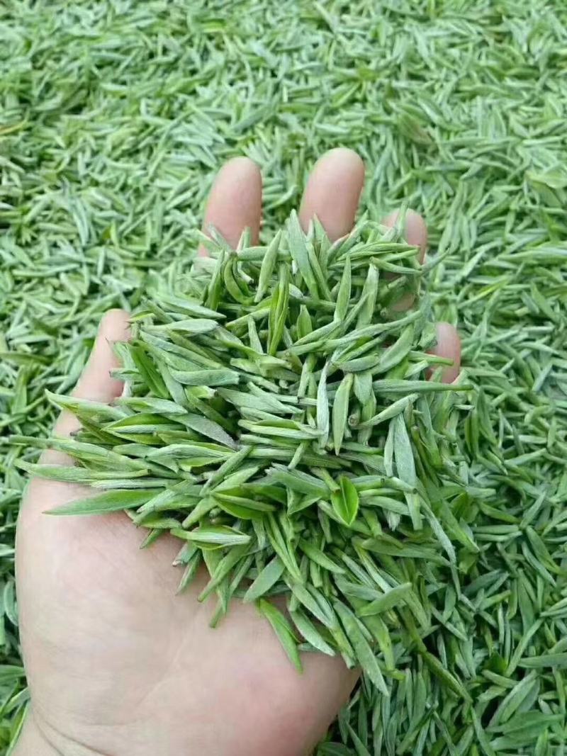 【推荐】湖北恩施伍家台贡茶毛尖茶诚信合作欢迎来电咨询