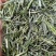 【推荐】湖北恩施伍家台贡茶毛尖茶诚信合作欢迎来电咨询