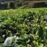 【推荐】湖北恩施伍家台贡茶毛尖茶诚信合作欢迎来电咨询