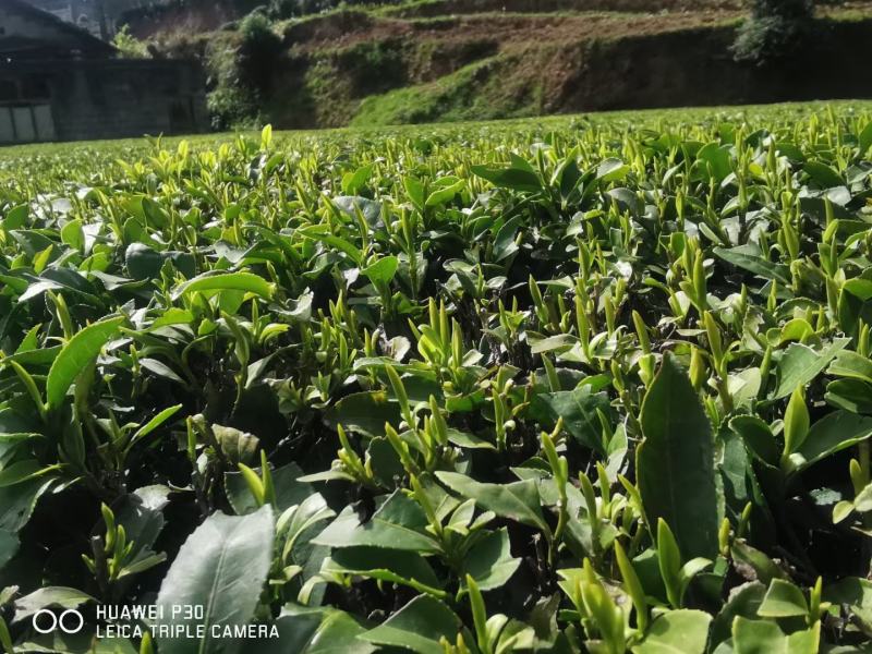 【推荐】湖北恩施伍家台贡茶毛尖茶诚信合作欢迎来电咨询