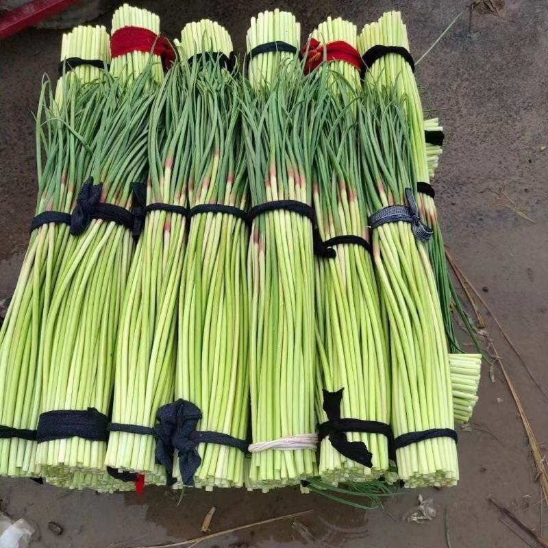 【精选】精品蒜薹-红帽蒜薹产地直发商超品质全国代发