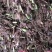 3万亩荔浦芋头基地大量提供种芋、芋种、种子