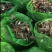 3万亩荔浦芋头基地大量提供种芋、芋种、种子