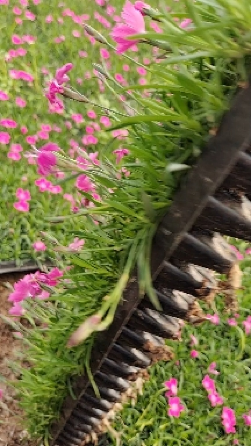 欧石竹，耐寒花草，一年花期10月，零下是30度，冻死坏。