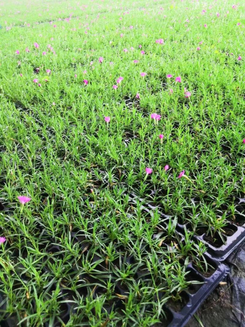 欧石竹，耐寒花草，一年花期10月，零下是30度，冻死坏。