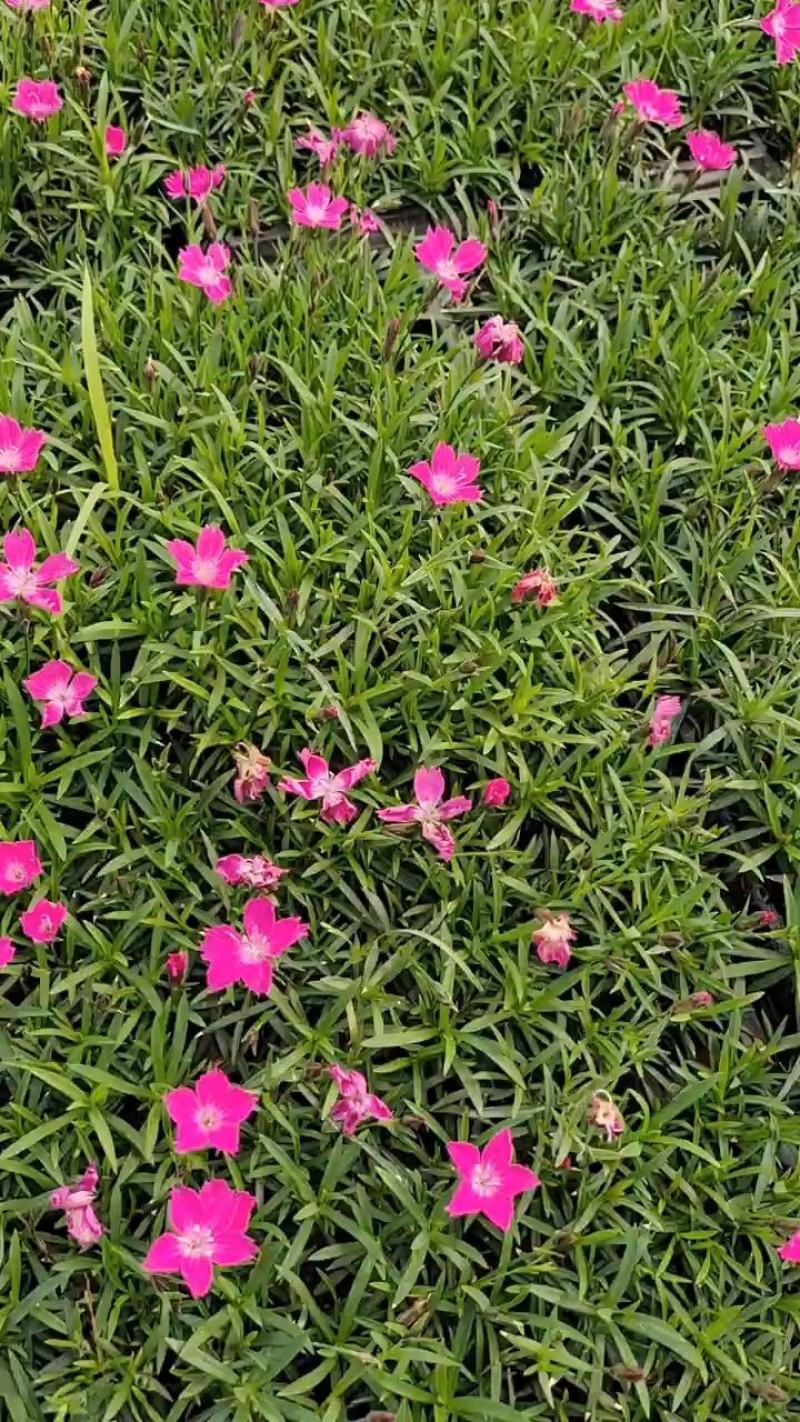 欧石竹，耐寒花草，一年花期10月，零下是30度，冻死坏。