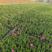 欧石竹，耐寒花草，一年花期10月，零下是30度，冻死坏。