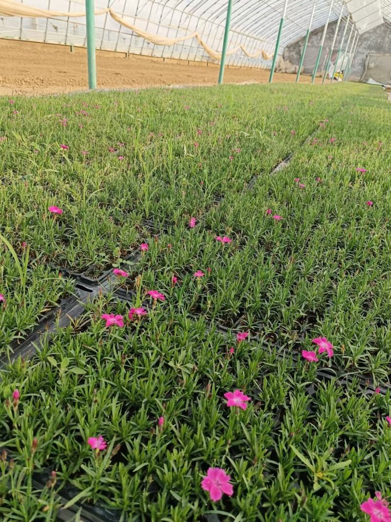 欧石竹，耐寒花草，一年花期10月，零下是30度，冻死坏。